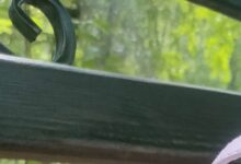 Photo of Как выбрать правильную детскую рюкзачок для школы